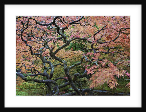 Japanese Maple by Anonymous