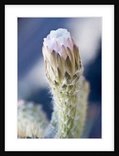 Cactus Flower by Anonymous