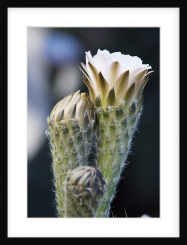 Cactus Flower by Anonymous