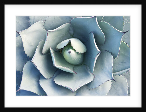 Agave by Anonymous