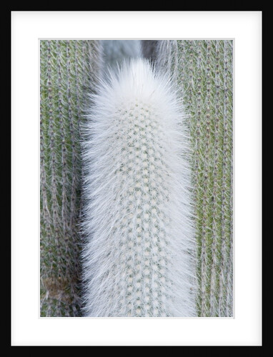 Old Man Cactus (Cephalocereus senilis) by Anonymous