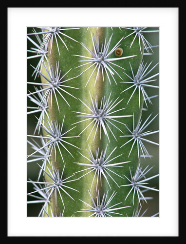 Octopus Cactus by Anonymous