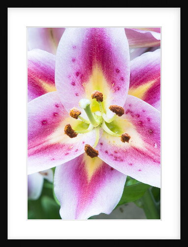 Lily Closeup by Anonymous