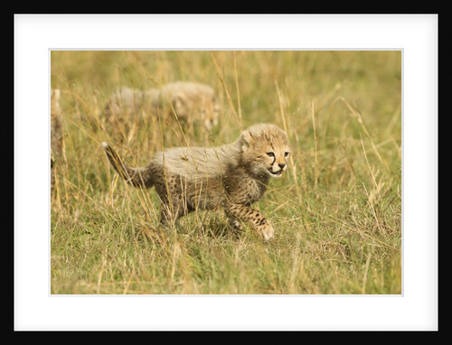 Cheetah Cub Playing in the grass in the Masai Mara by Anonymous
