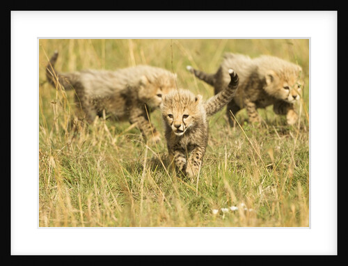 Three Cheetah Cubs Playing in the grass in the Masai Mara by Anonymous