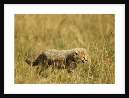 Cheetah Cub Playing in the grass in the Masai Mara by Anonymous