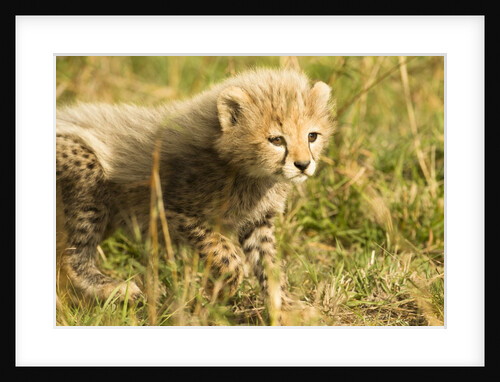 Cheetah Cub Playing in the grass in the Masai Mara by Anonymous