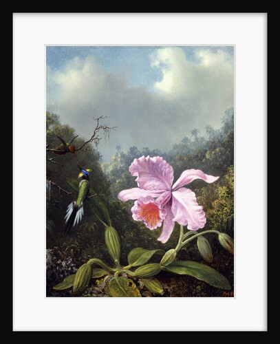 Still Life with Orchid and Pair of Hummingbirds by Martin Johnson Heade