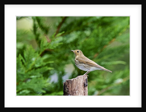 Hermit Thrush by Anonymous