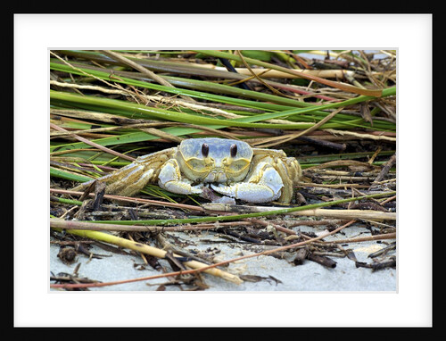 Crab - Crustaceans by Anonymous