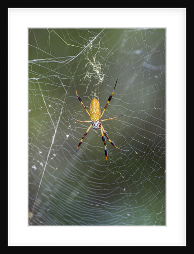 Orb Weaver - Arachnids by Anonymous