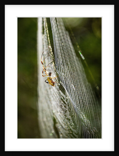 Orb Weaver - Arachnids by Anonymous