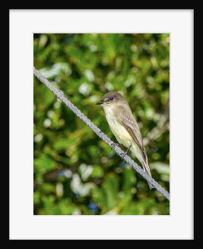 Eastern Phoebe by Anonymous