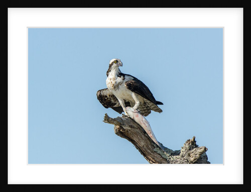 Osprey by Anonymous