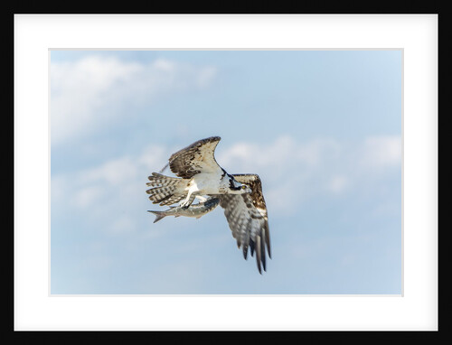 Osprey by Anonymous