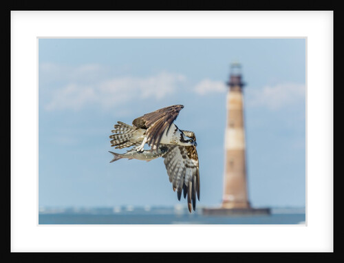 Osprey by Anonymous