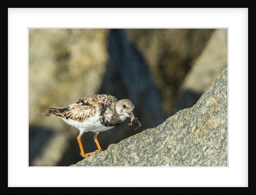 Ruddy Turnstone by Anonymous