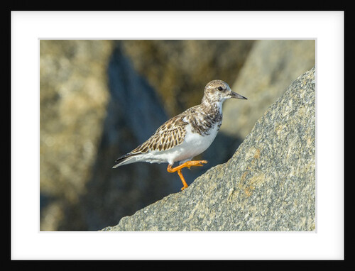 Ruddy Turnstone by Anonymous