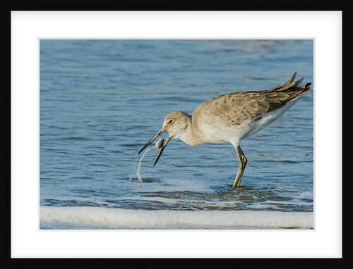 Willet by Anonymous