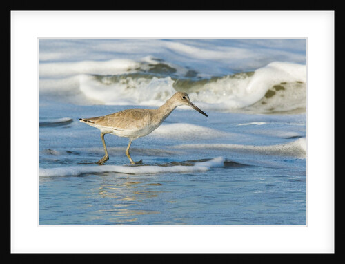 Willet by Anonymous