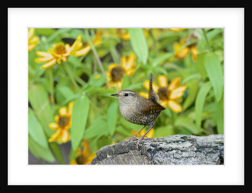 House Wren by Anonymous