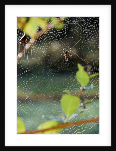 Orb Web Spiders - Garden Spider by Anonymous