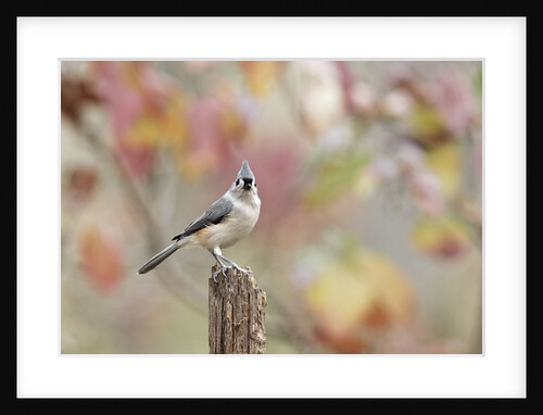 Tufted Titmouse by Anonymous