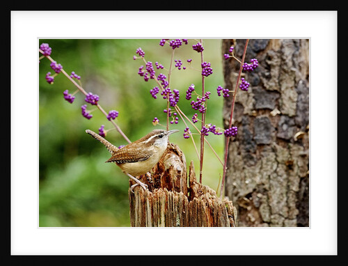 Carolina Wren by Anonymous