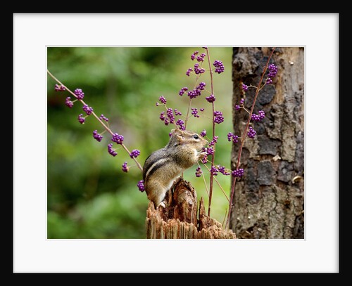 Eastern Chipmunk by Anonymous