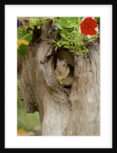 Eastern Chipmunk by Anonymous