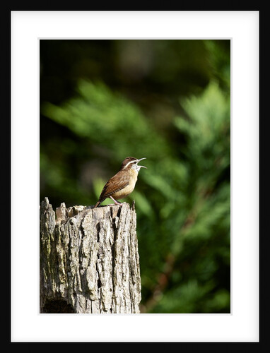 Carolina Wren by Anonymous