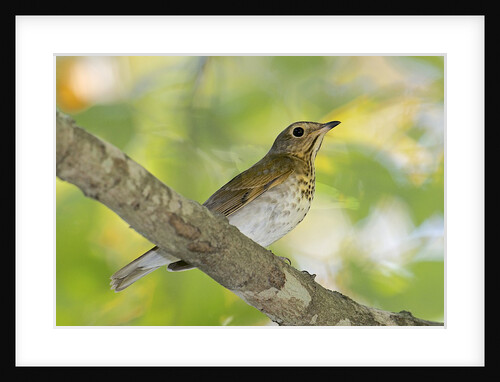 Hermit Thrush by Anonymous