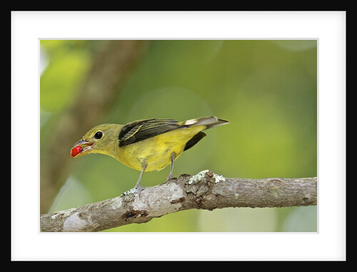 Summer Tanager by Anonymous