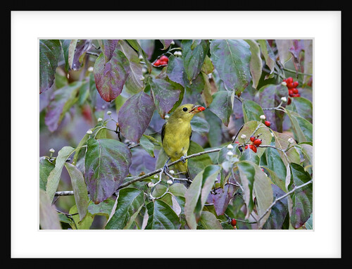 Summer Tanager by Anonymous