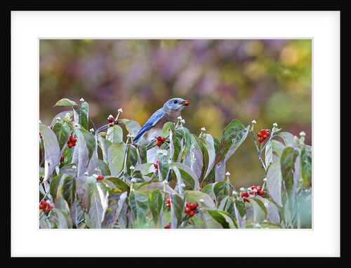 Eastern Bluebird by Anonymous
