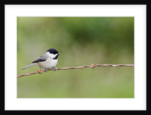Carolina Chickadee by Anonymous