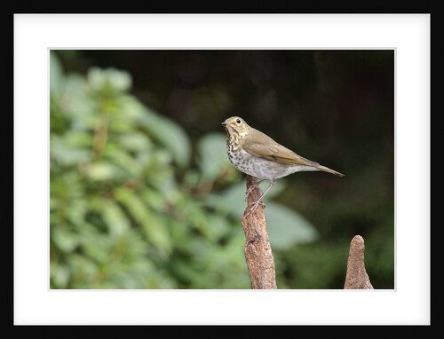 Hermit Thrush by Anonymous