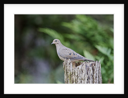 Mourning Dove by Anonymous