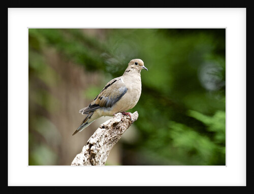 Mourning Dove by Anonymous