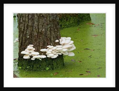 Mushroom growth on swamp tree by Anonymous