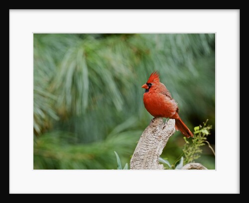 Northern Cardinal by Anonymous