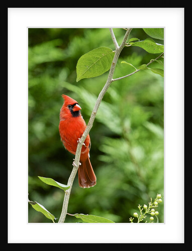 Northern Cardinal by Anonymous