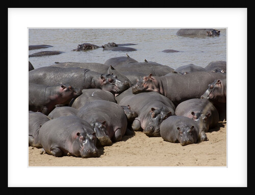 Hippopotamus herd resting by Anonymous