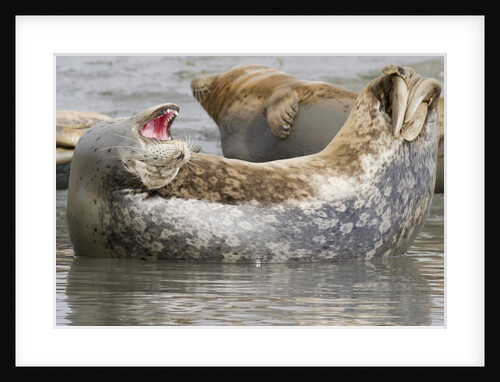 Harbor Seal hauled out by Anonymous