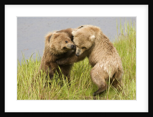 Brown (Grizzly) Bears play fighting by Anonymous