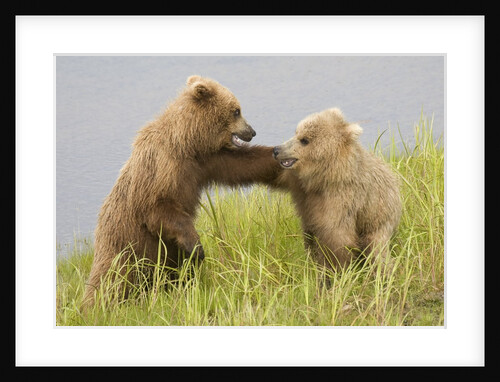 Brown (Grizzly) Bears by Anonymous