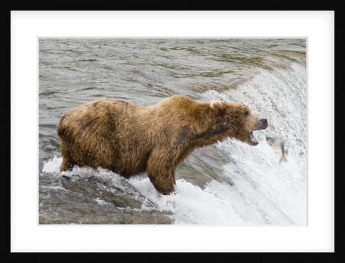 Salmon leaps into the mouth of a Brown (Grizzly) Bear by Anonymous