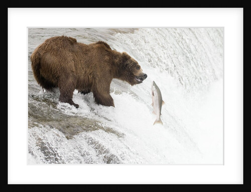 Brown (Grizzly) Bear about to catch a leaping Salmon by Anonymous