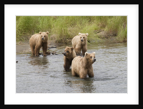 Brown(Grizzly) Bear mother and two year old cubs by Anonymous