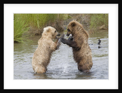 Brown (Grizzly) Bears fighting over a fish by Anonymous